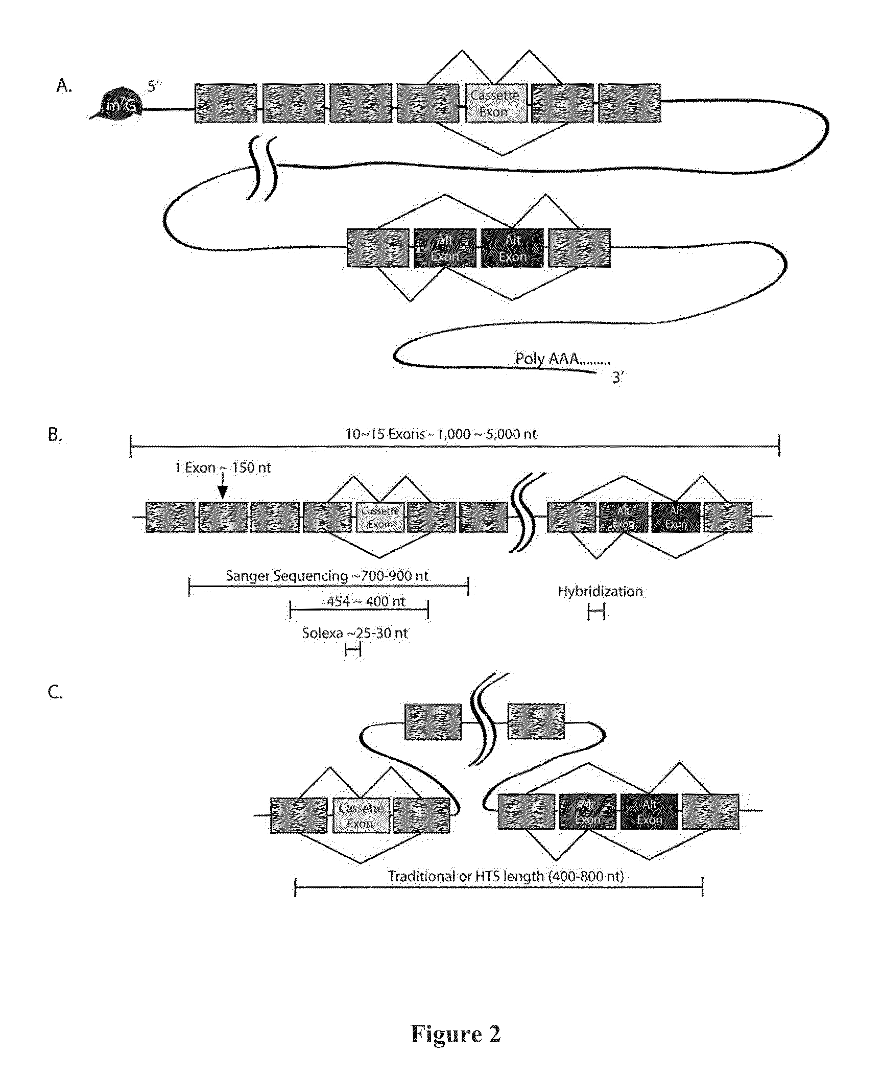 Deducing Exon Connectivity by RNA-Templated DNA Ligation/Sequencing