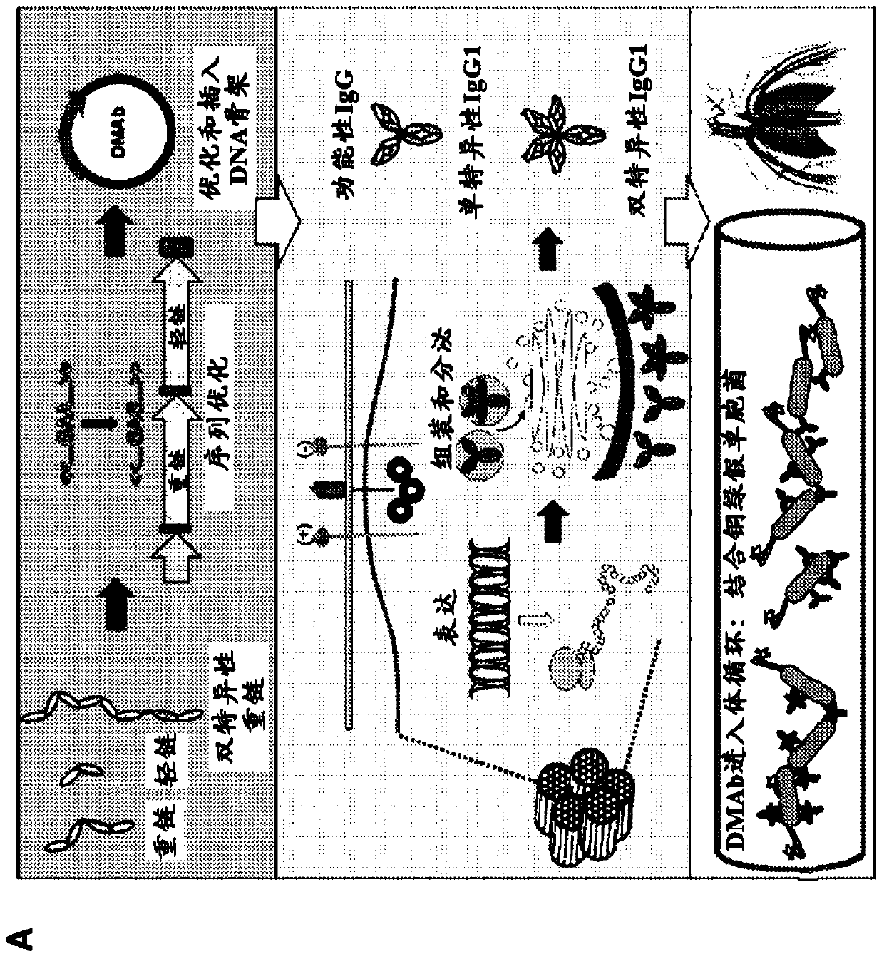 DNA antibody constructs for use against pseudomonas aeruginosa