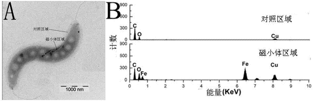 Magnetospirillum magneticum as well as preparation method and application thereof