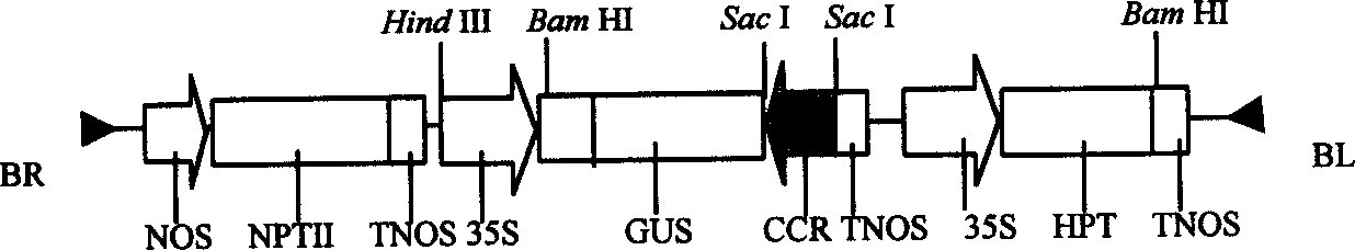 Gene engineering method for raising plant useful secondary substance content