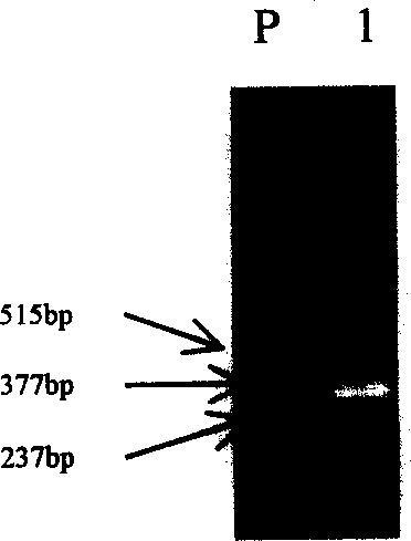 Gene engineering method for raising plant useful secondary substance content