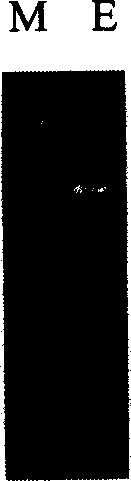 Gene engineering method for raising plant useful secondary substance content