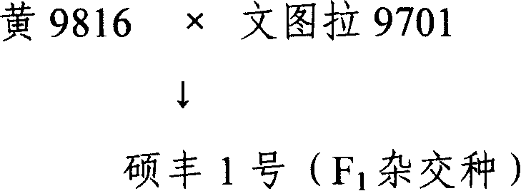 Method for producing hybrid of celery and seedling-stage purity appraising method