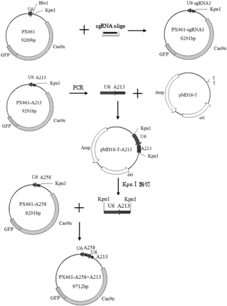 Targeted sgRNA for editing pig APN gene and modified carrier as well as preparation method and application thereof