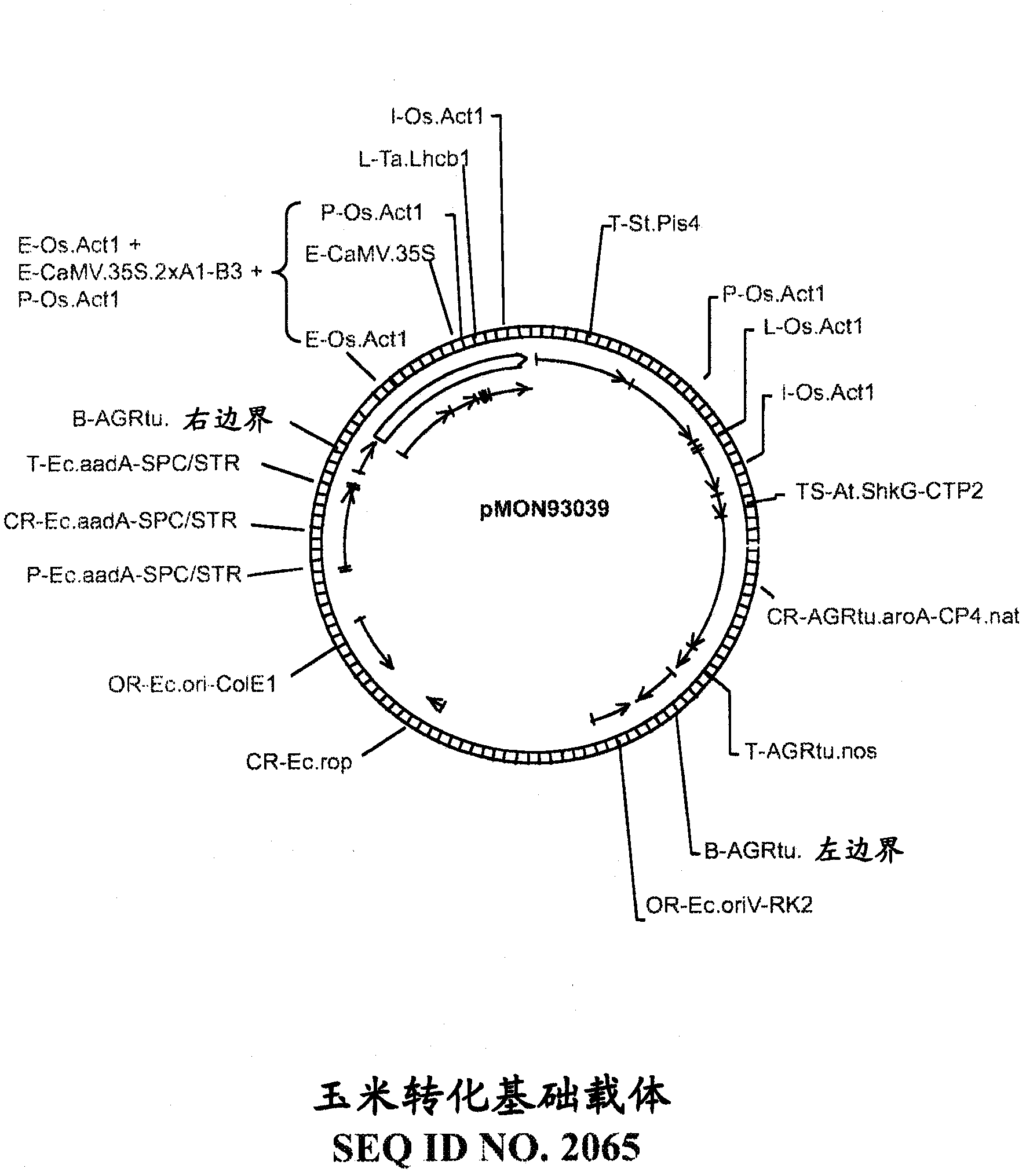 Recombinant DNA constructs and methods for modulating expression of a target gene