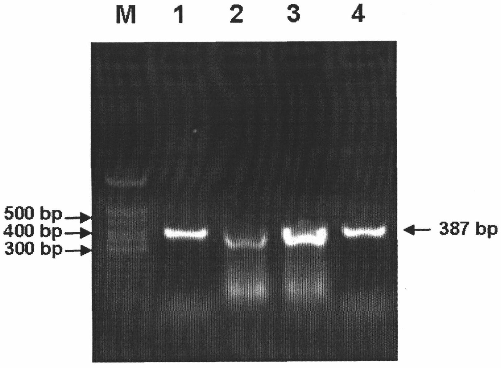 Method for detecting avian paramyxoviruses