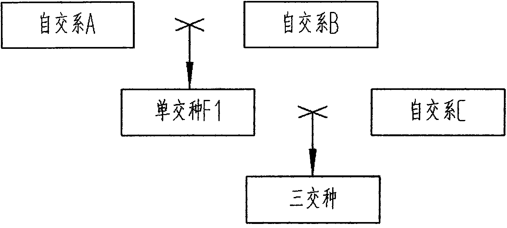 Breeding method of entire silo corn hybrids