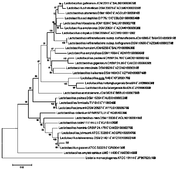 Preparation method and application of compound microbial substrate modifier with aquatic pathogen antagonistic characteristic