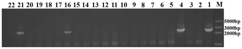 Application of carboxylic acid amide fungicide resistance gene as screening marker for oomycete transformation