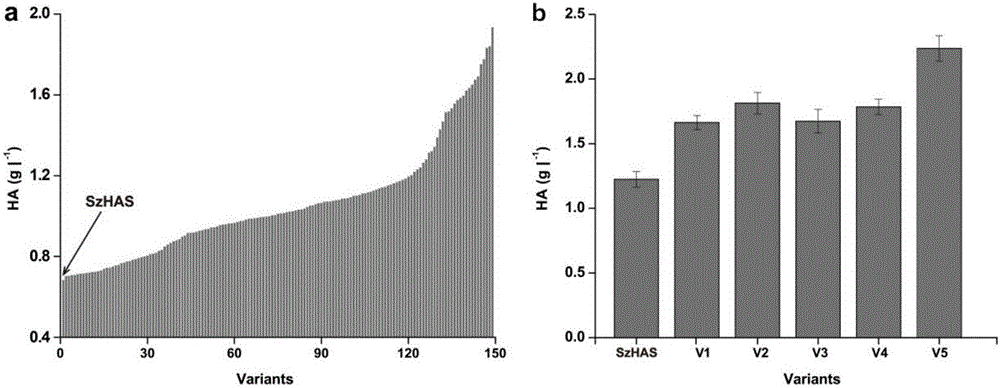 Hyaluronan synthase mutant and application thereof