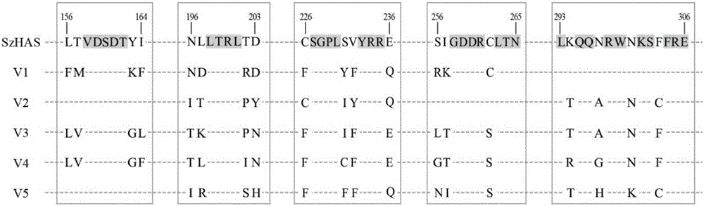 Hyaluronan synthase mutant and application thereof