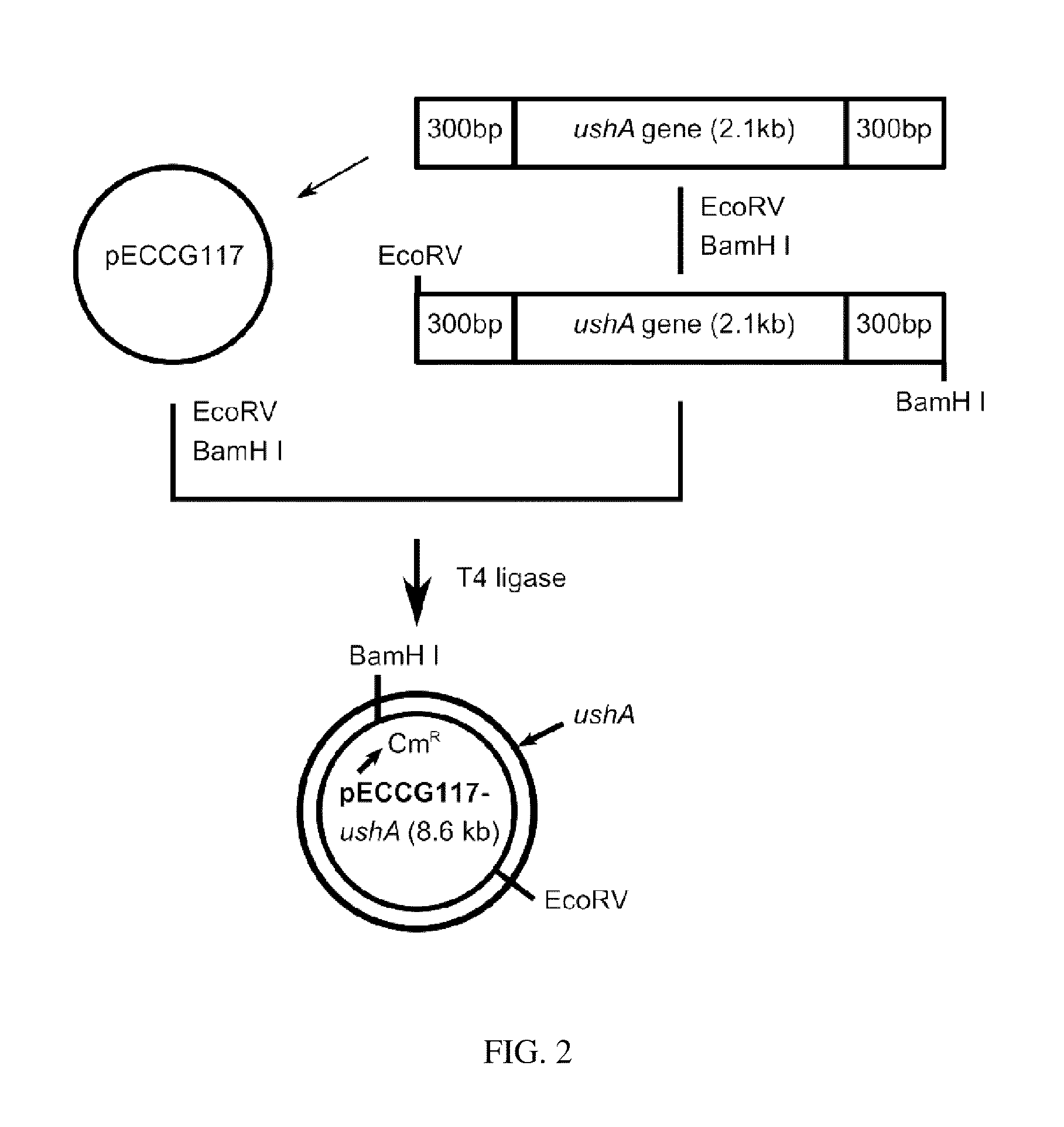 Microorganism Producing Inosine and Method of Producing Inosine Using the Same