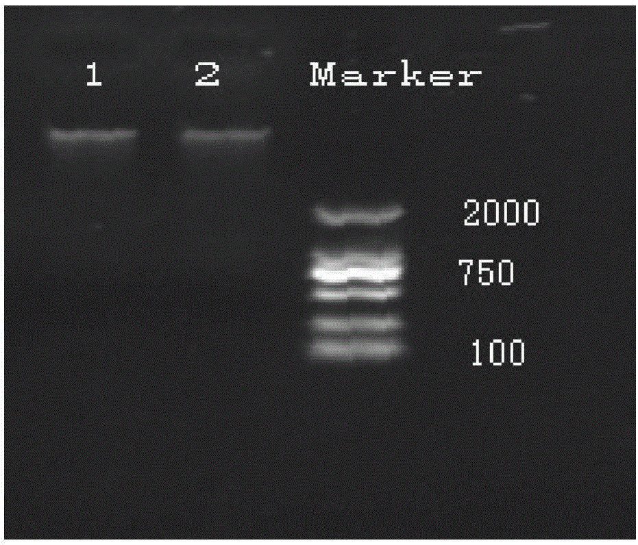 Soil DNA extraction kit and soil DNA extraction method