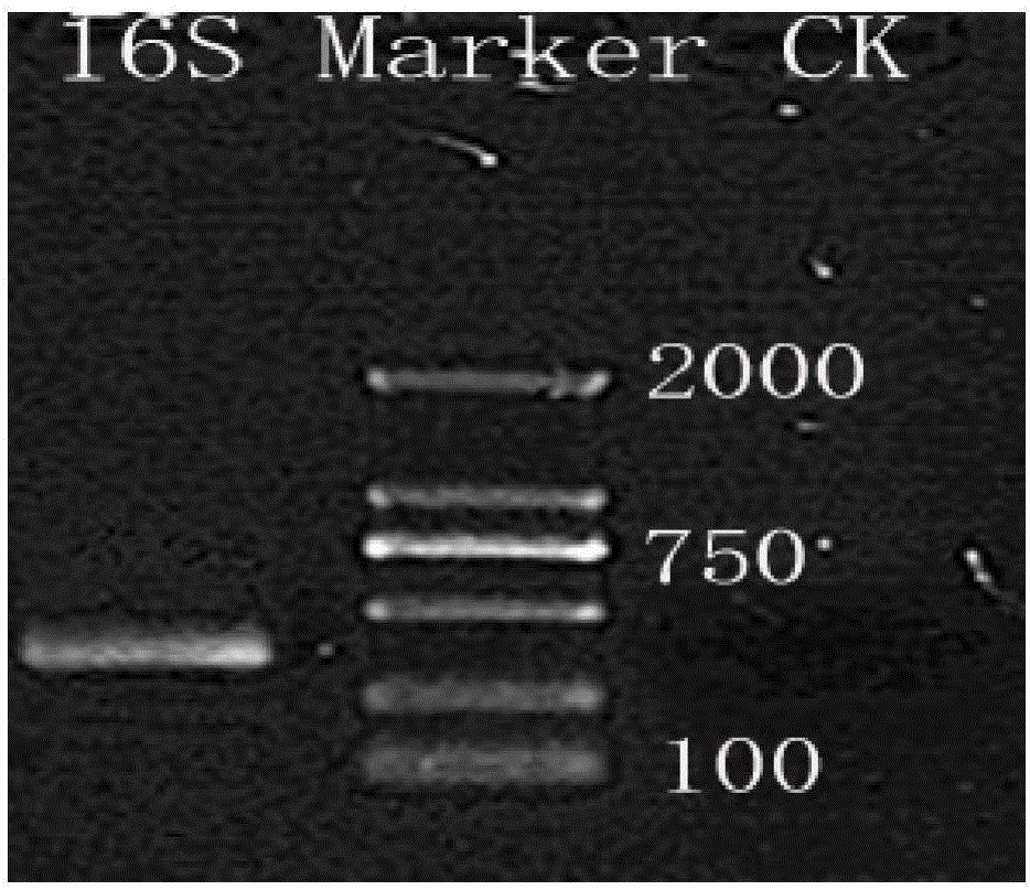 Soil DNA extraction kit and soil DNA extraction method