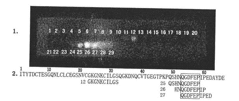 Preparation of low-immunogenicity recombinant hirudin mutant