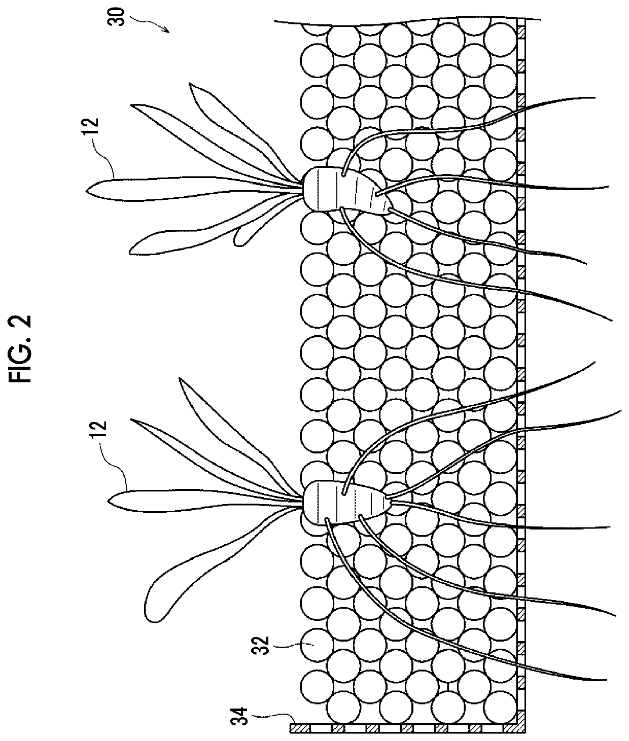 Water purification particles, water culture apparatus, and water purification apparatus