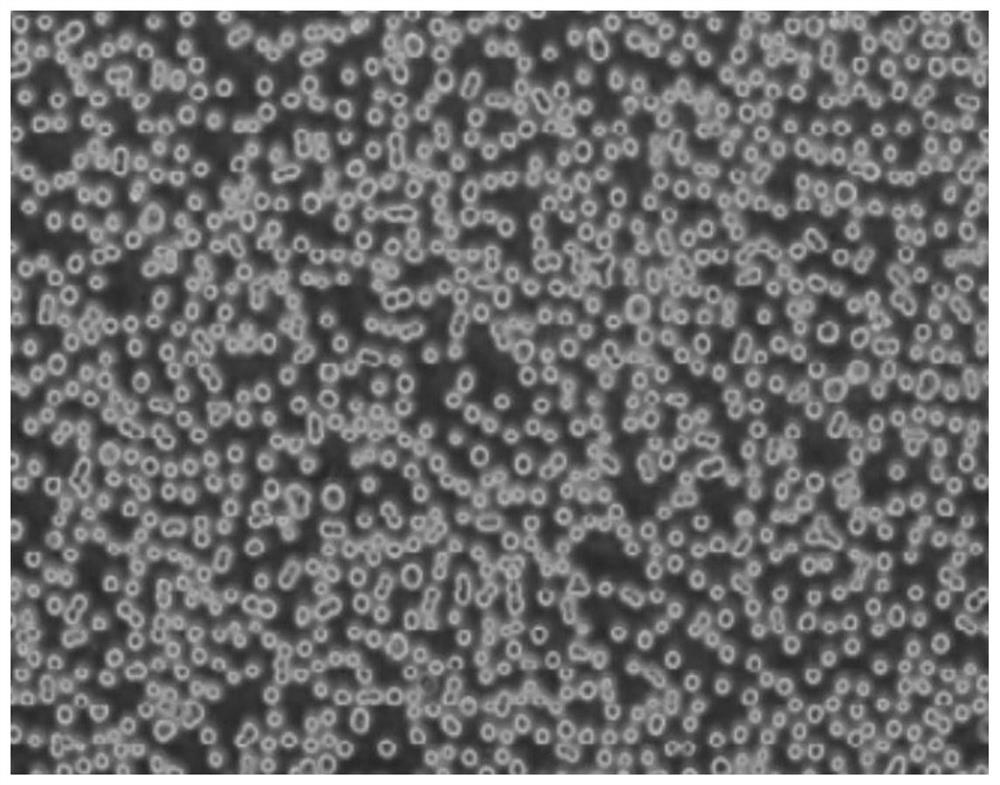 Method for proliferating avian influenza virus by adopting MDCK cell line