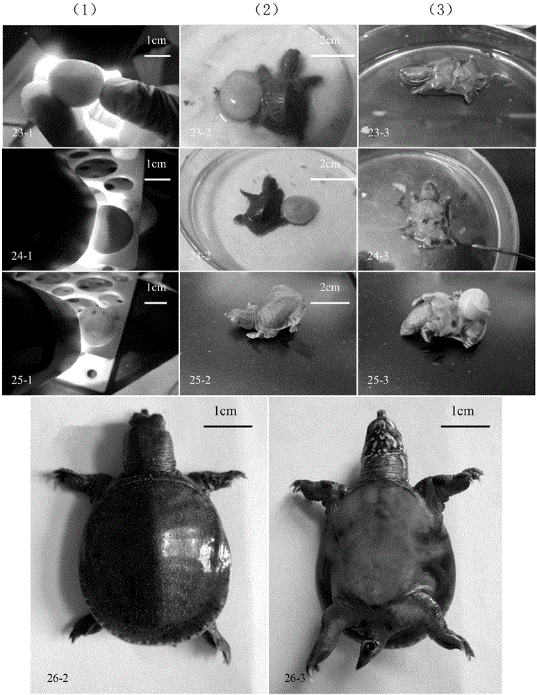 Method for judging time phase of embryonic development of Chinese softshell turtles without anatomy