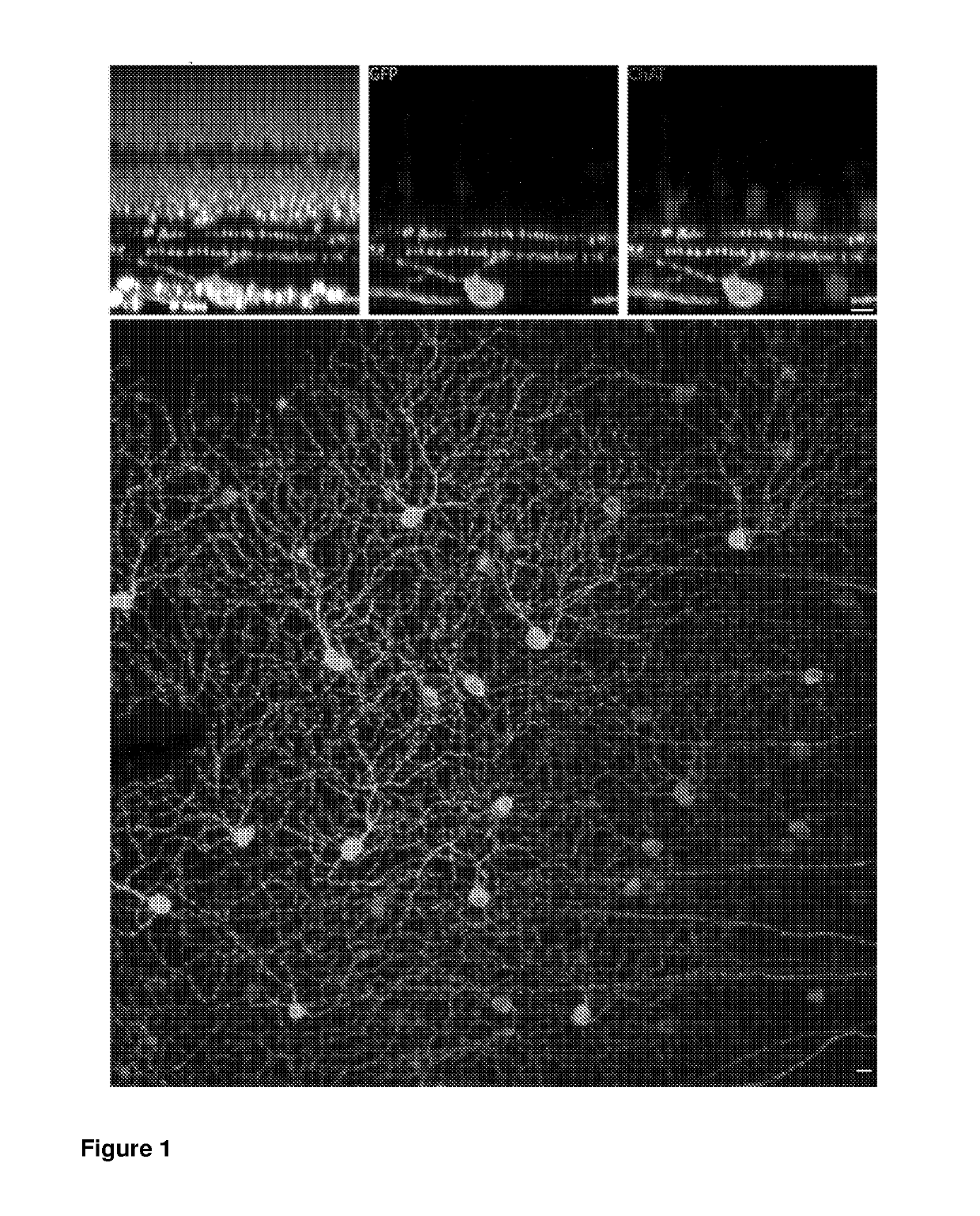 SynP198, a promoter for the specific expression of genes in direction selective retinal ganglion cells