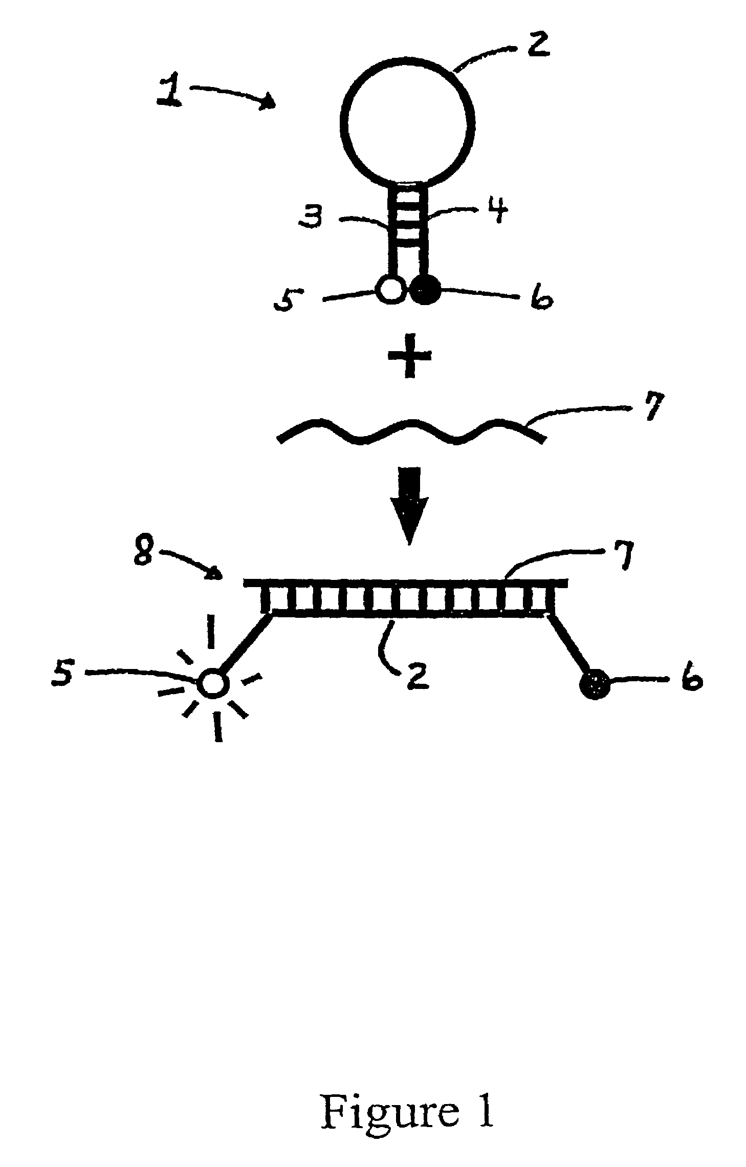 Assays for short sequence variants