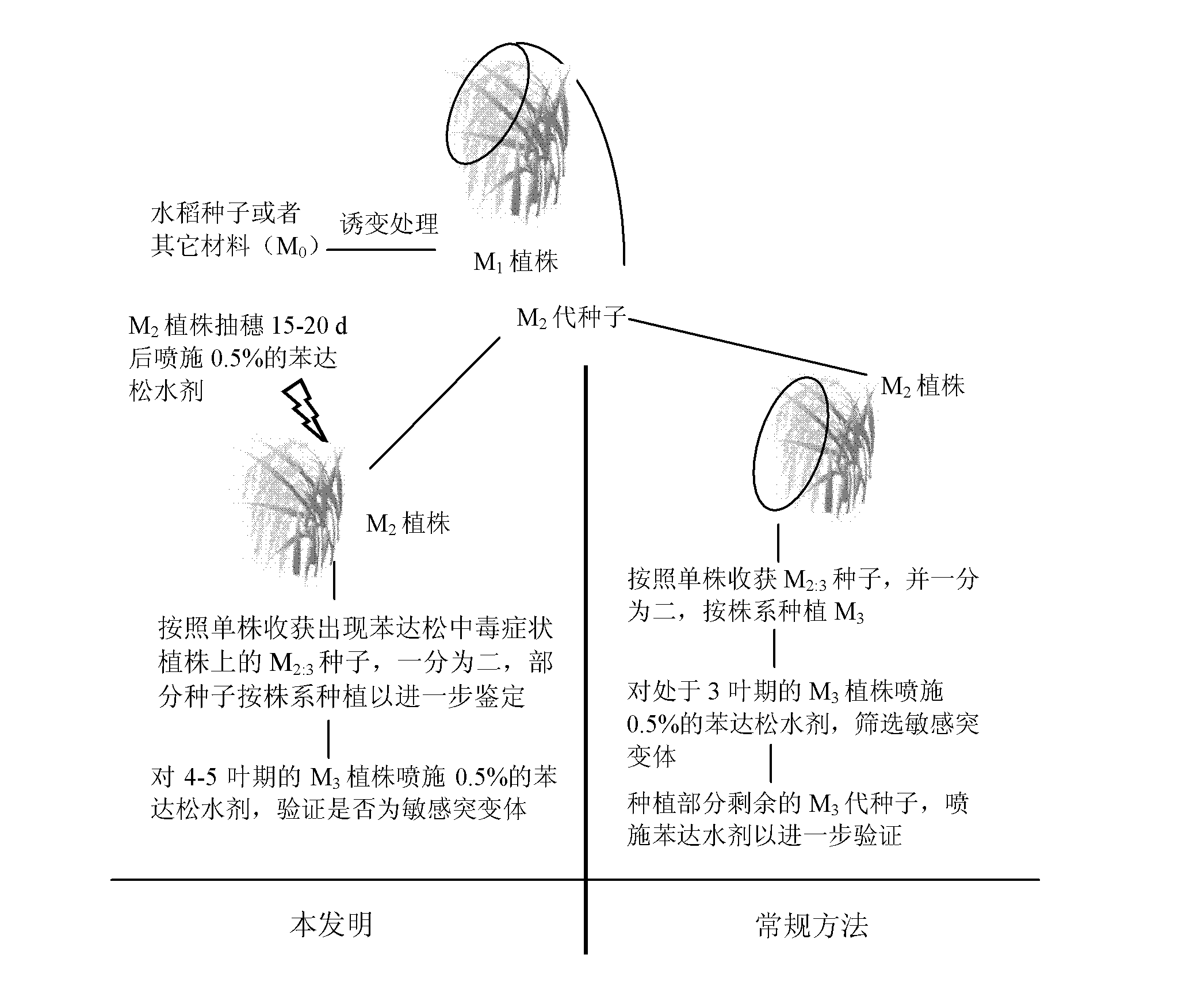 Screening method for bentazone sensitive paddy