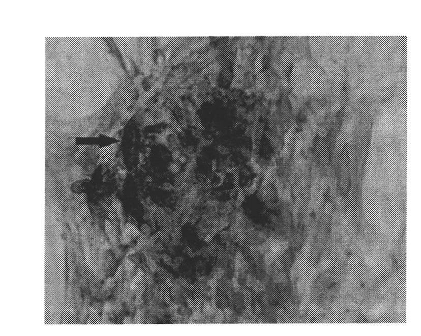 Kit for inducing differentiation from bone mesenchymal stem cells to osteoblasts, application of kit and method for inducing cell differentiation