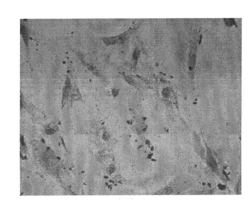 Kit for inducing differentiation from bone mesenchymal stem cells to osteoblasts, application of kit and method for inducing cell differentiation