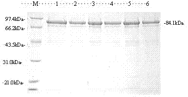 CTL (Cytotoxic T Lymphocyte) epitope peptide of foot-and-mouth disease virus type O and screening method of CTL epitope peptide