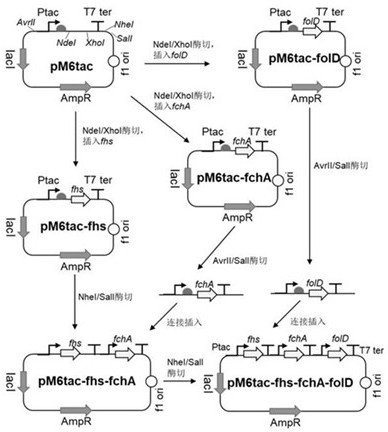 Formic acid and CO2 autotrophic recombinant escherichia coli and construction method thereof