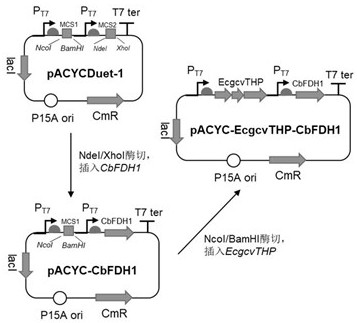 Formic acid and CO2 autotrophic recombinant escherichia coli and construction method thereof