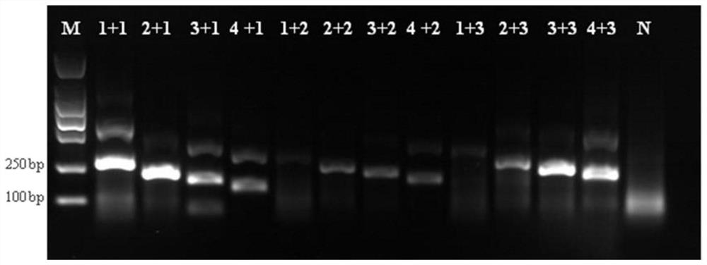 RT-RPA kit, primer and probe for visually and rapidly detecting Chinese softshell turtle hemorrhagic syndrome virus TSHSV