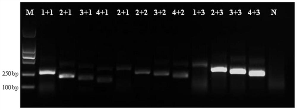 RT-RPA kit, primer and probe for visually and rapidly detecting Chinese softshell turtle hemorrhagic syndrome virus TSHSV