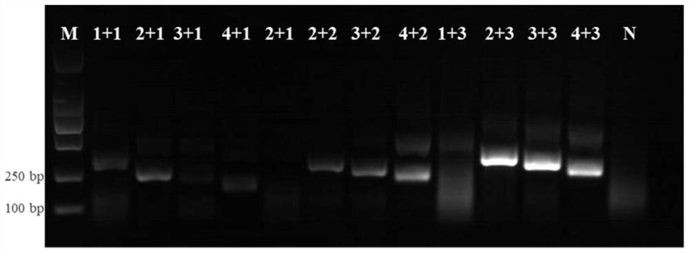 RT-RPA kit, primer and probe for visually and rapidly detecting Chinese softshell turtle hemorrhagic syndrome virus TSHSV