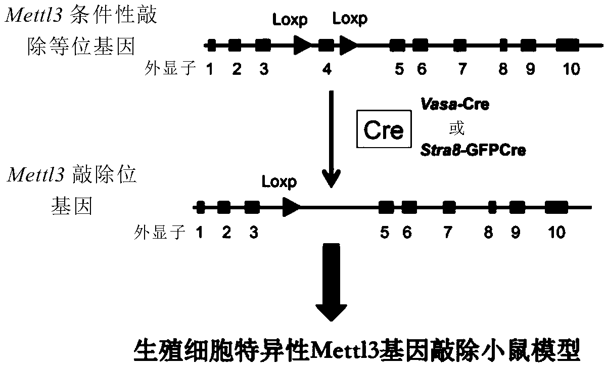 Mettl14-knockout spermatogenesis disorder animal model and building method thereof