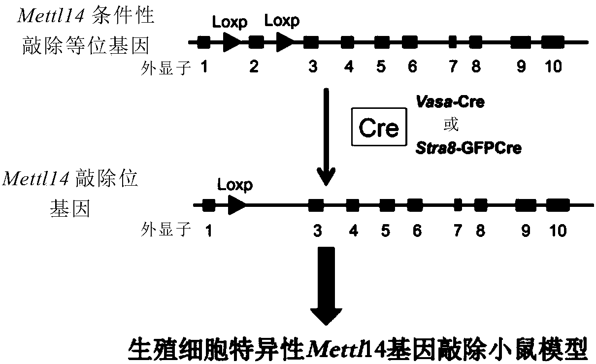 Mettl14-knockout spermatogenesis disorder animal model and building method thereof