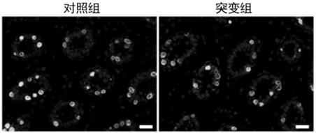 Mettl14-knockout spermatogenesis disorder animal model and building method thereof