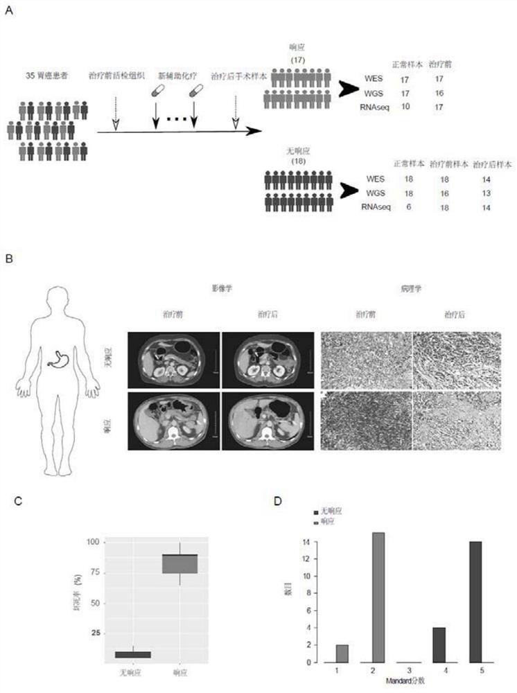 Tumor marker and application thereof