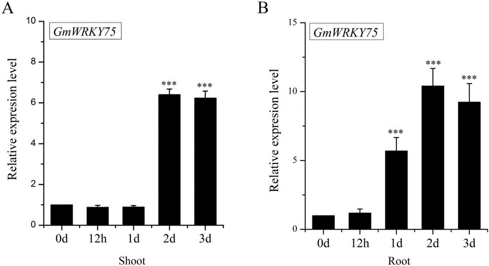 Soybean phosphorus starvation transcription factor GmWRKY75, encoded protein and application of phosphorus starvation transcription factor GmWRKY75