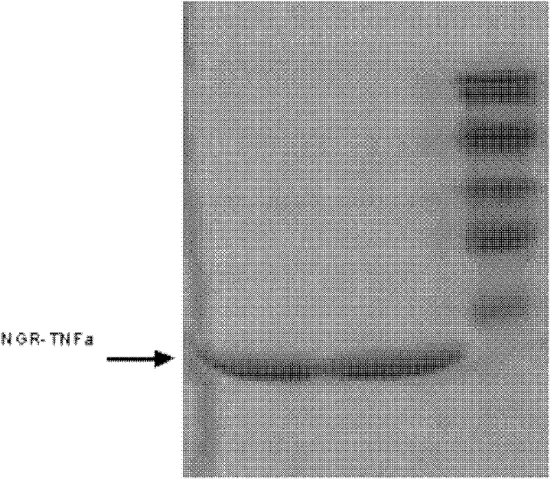 A kind of cd13 targeting peptide ngr and its application