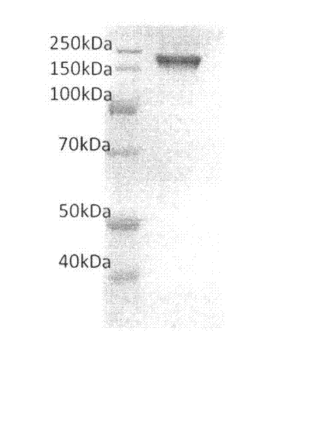 Experimental technique for large-scale production of recombinant soluble human stem cell factor and immunoglobulin Fc segment fusion protein (sSCF-Fc) in mammalian cell