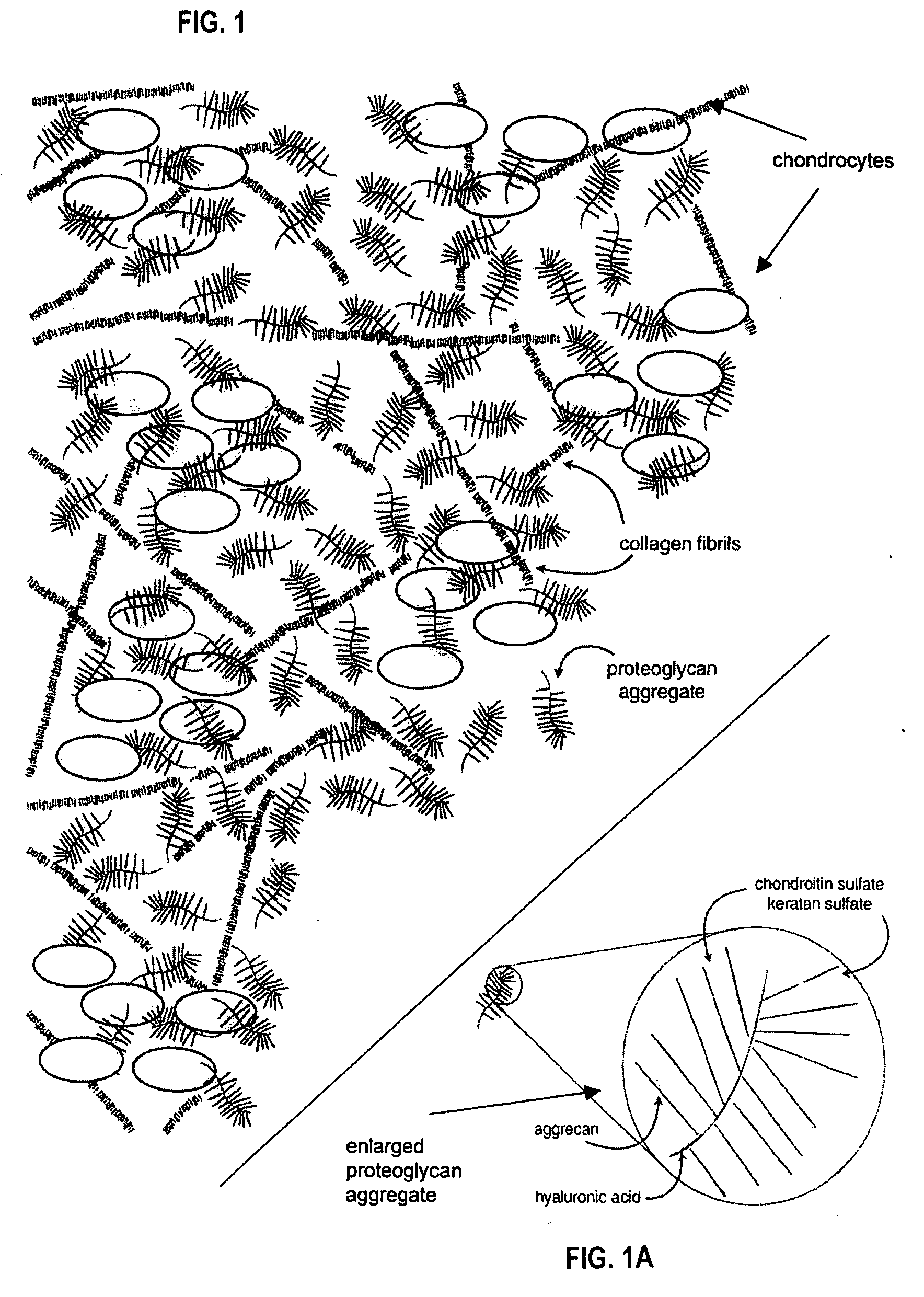 Methods and compositions for treating intervertebral disc degeneration