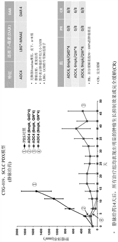 Antibody-drug conjugates including antibody against human dlk1, and use thereof