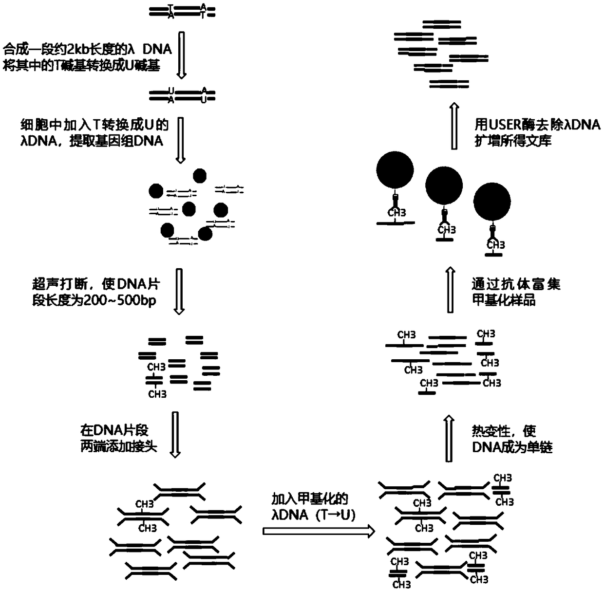 Few-sample whole genome DNA (deoxyribonucleic acid) methylation detection method and kit