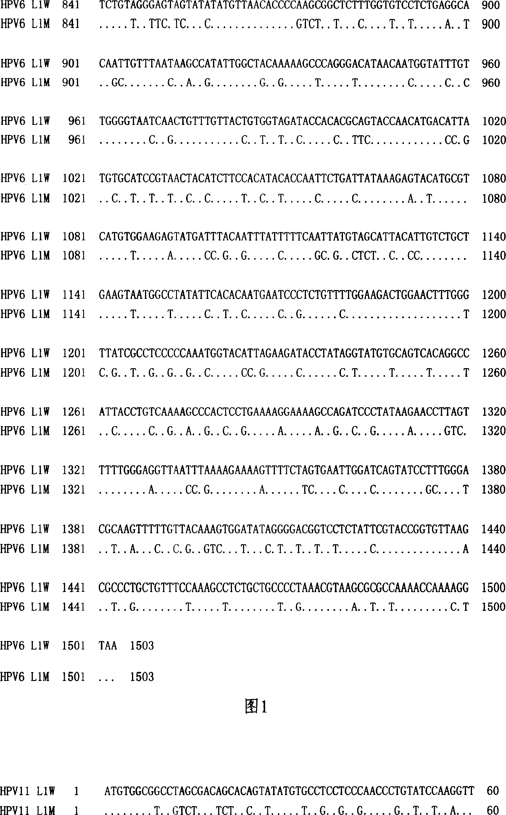 Method of increasing yield of human papilloma virus L1 albumen pronucleus expression