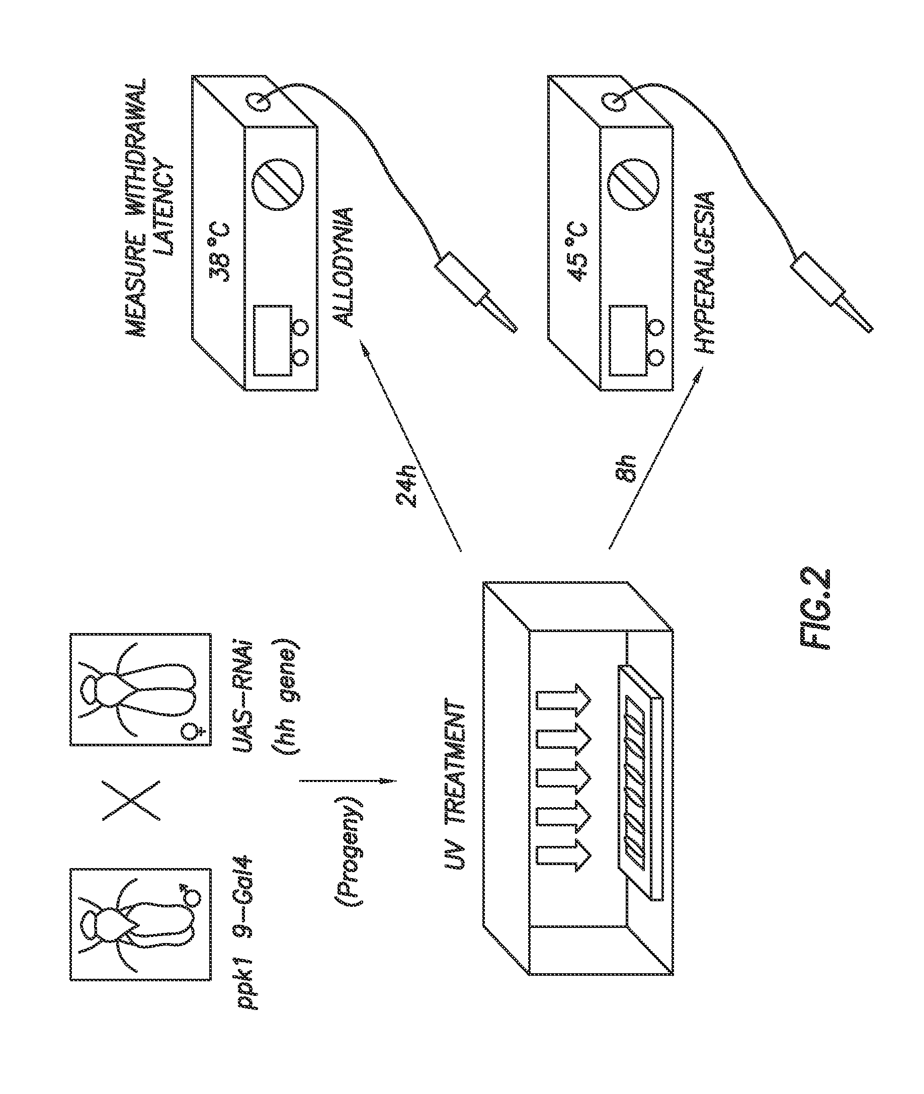 Methods of treating pain and morphine tolerance via modulation of hedgehog signalling pathway