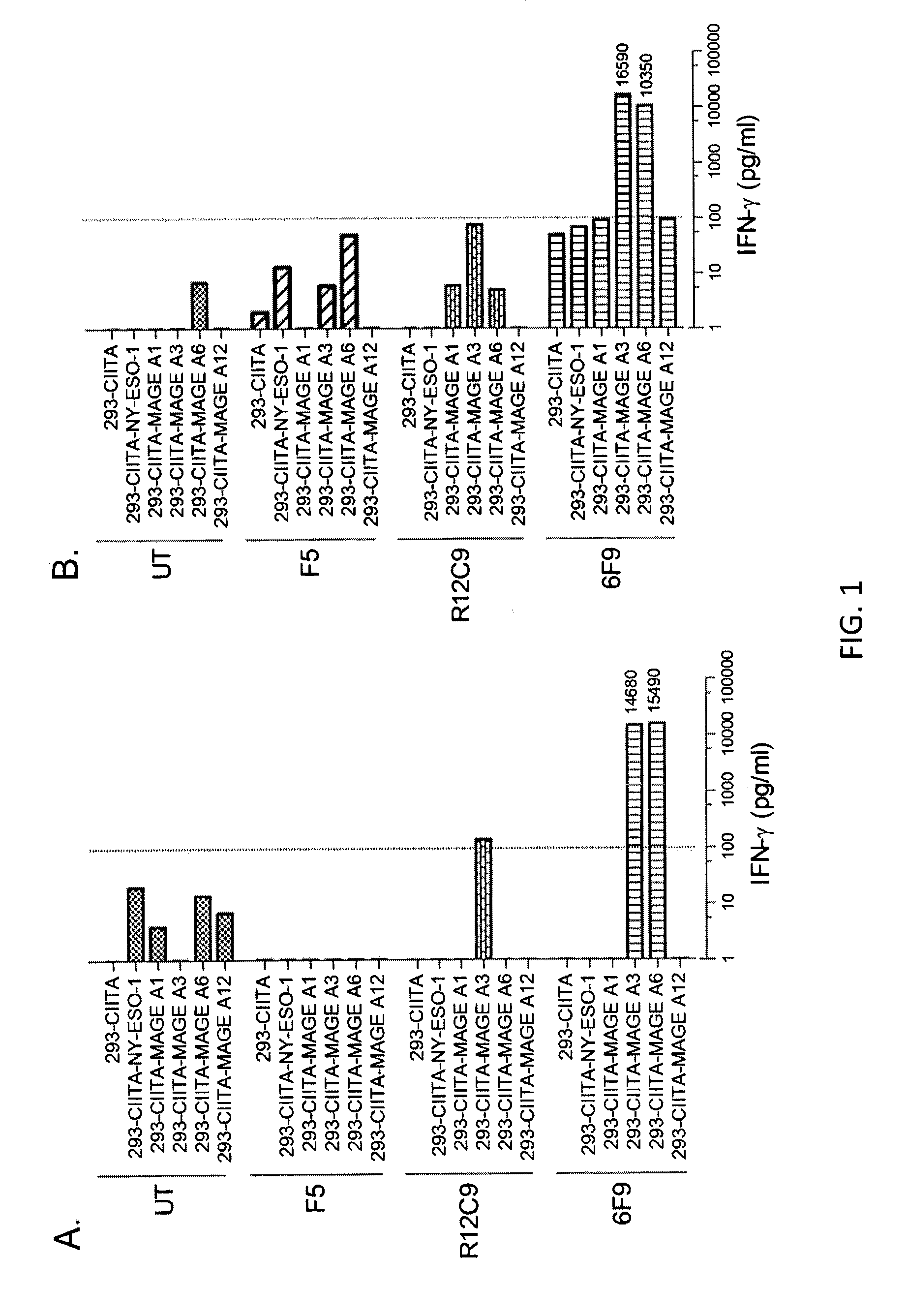 T cell receptors recognizing mhc class ii-restricted mage-a3