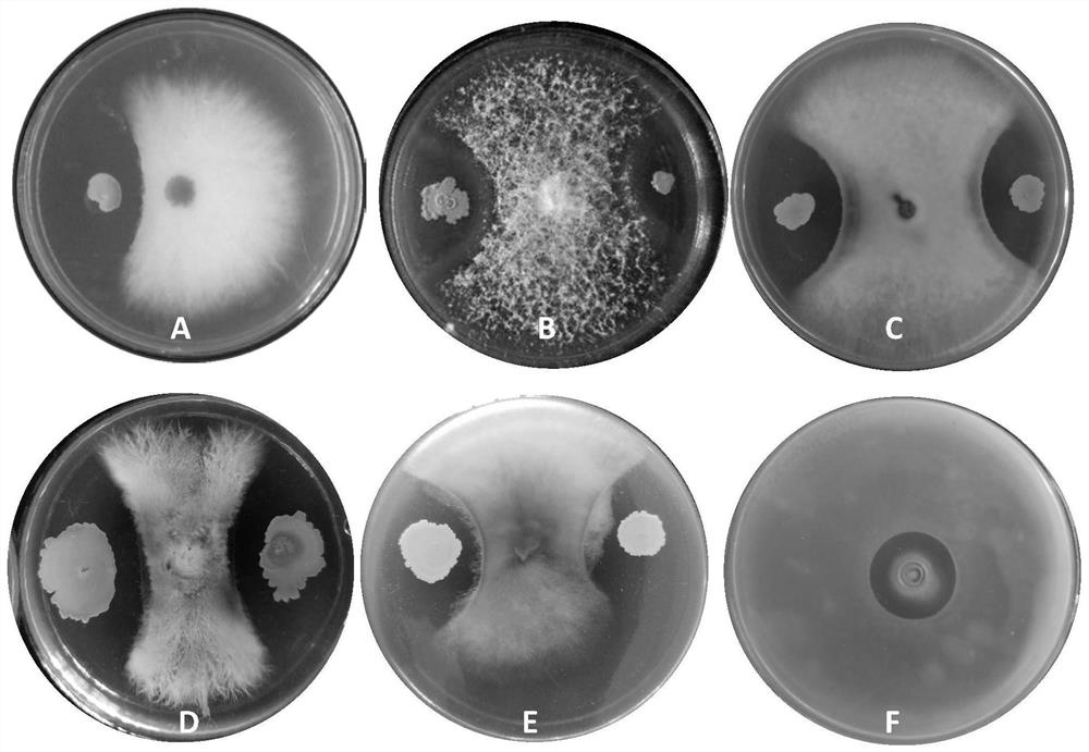 A Strain of Bacillus Veles and Its Application