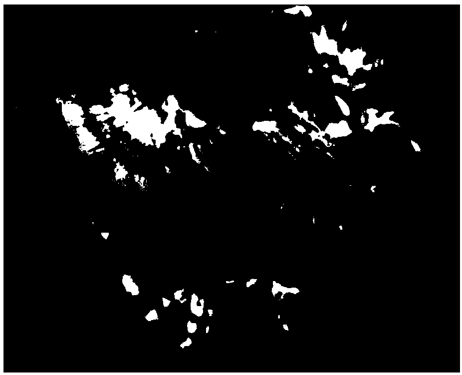 Acclimatization cultivation method of trichaptum biforme, acclimated trichaptum biforme and application