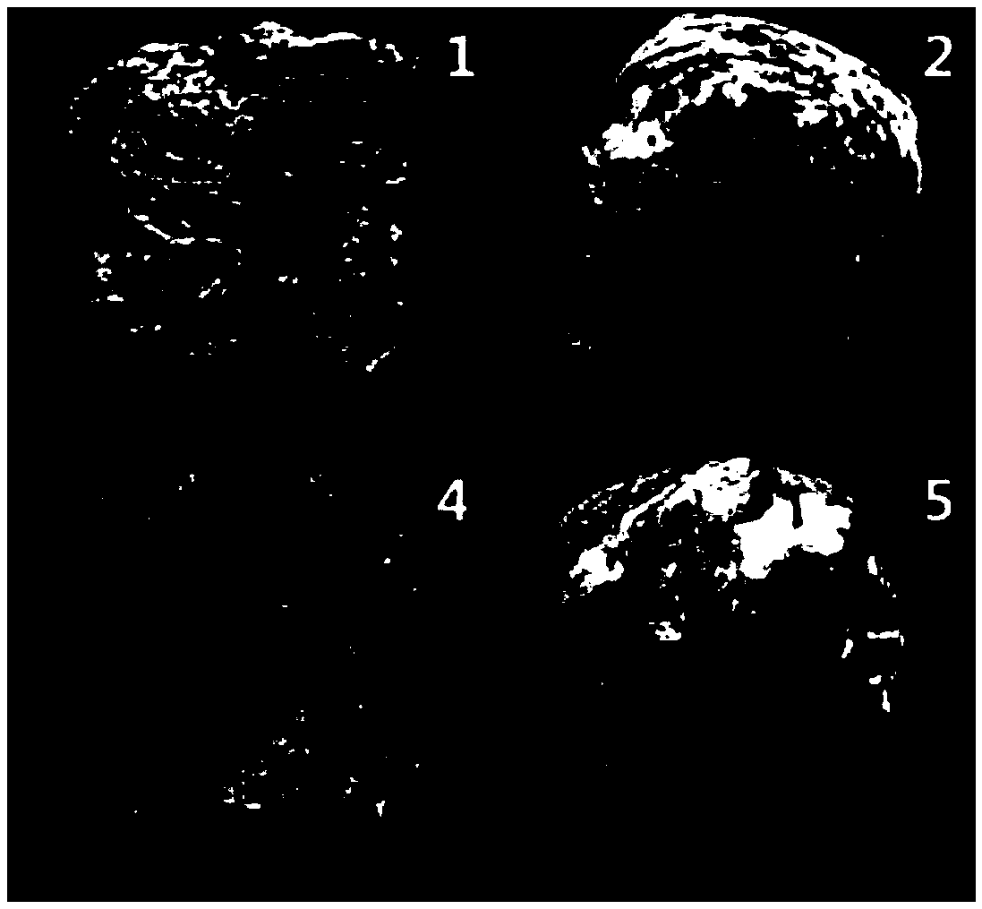 Acclimatization cultivation method of trichaptum biforme, acclimated trichaptum biforme and application