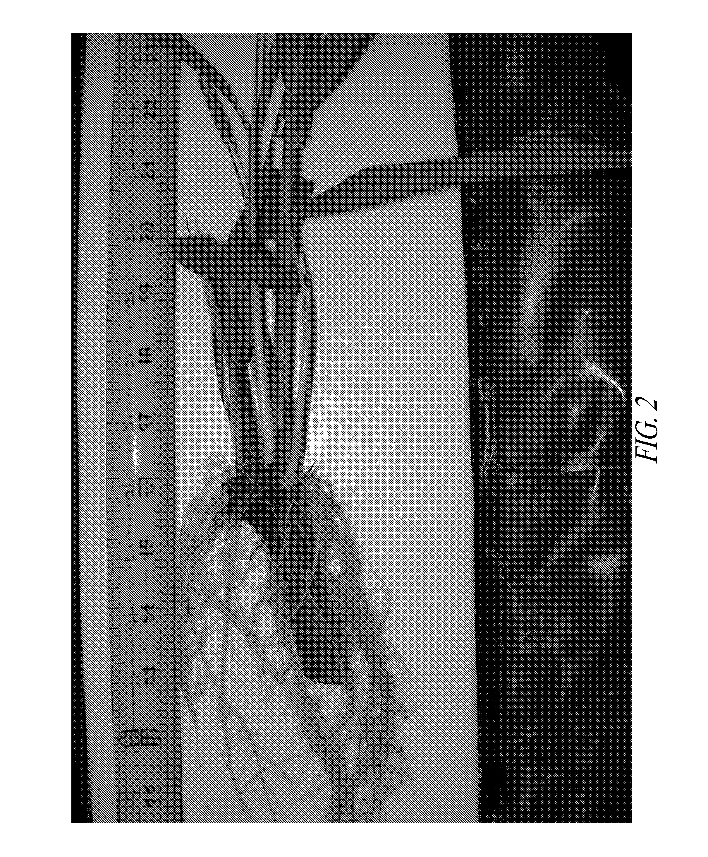 Methods for vegetative propagation of grass plants